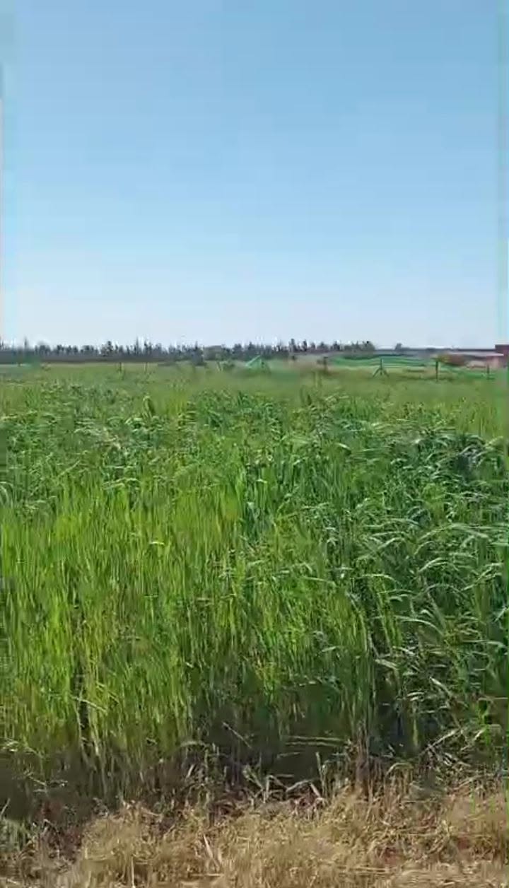 Casablanca · Terrain · À vendre