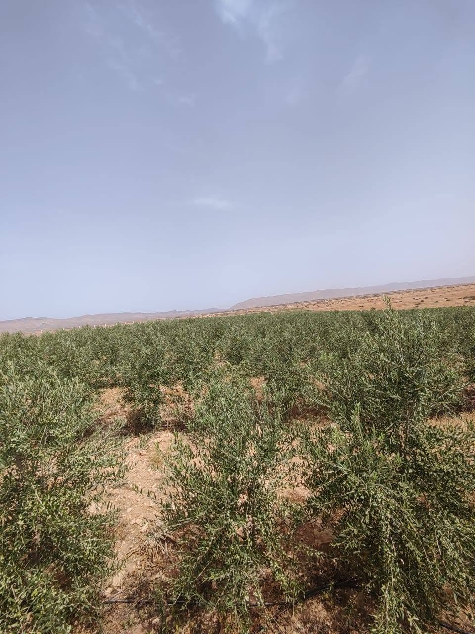 تافوغالت · أرض · للبيع
