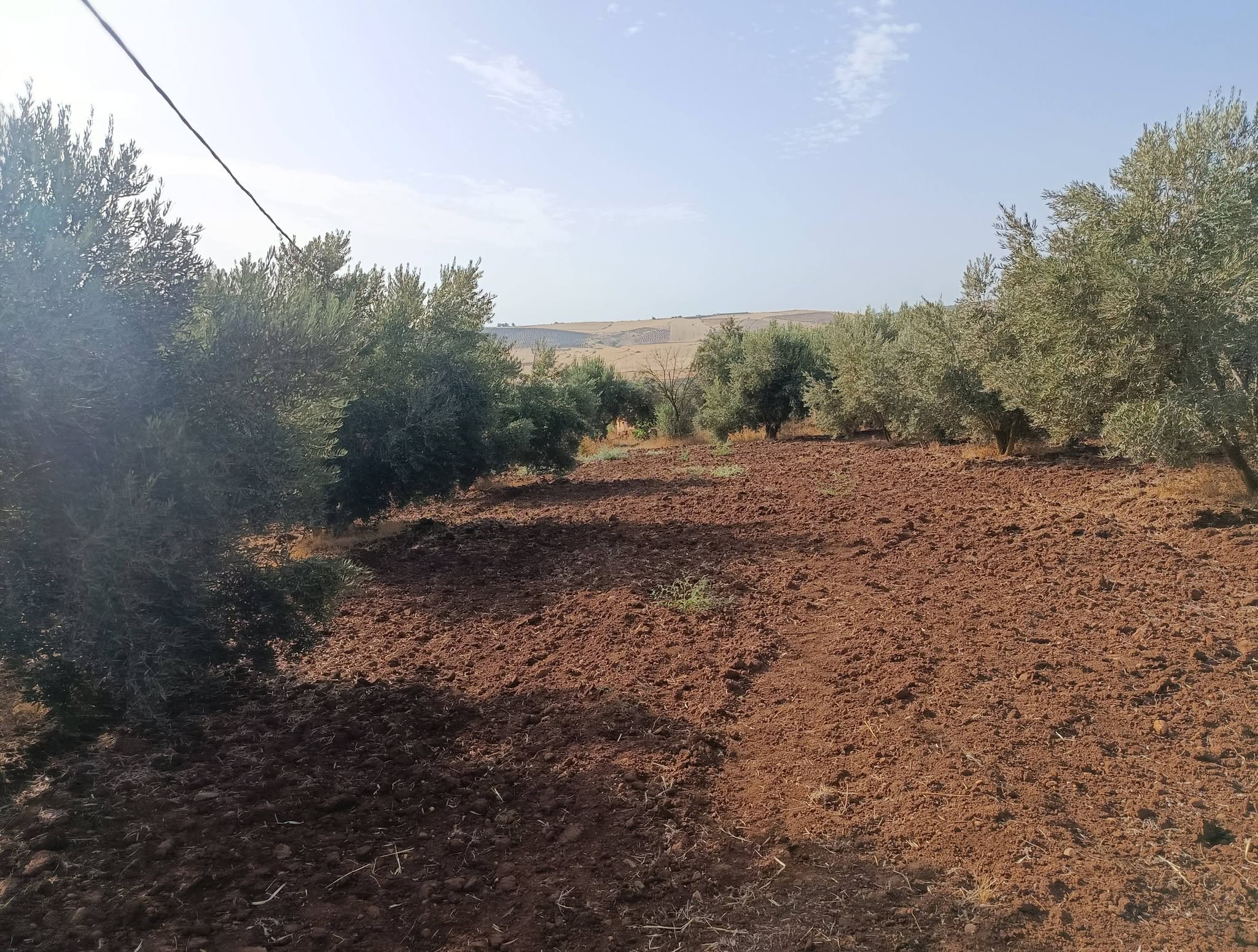 تيفلت · مزرعة · للبيع